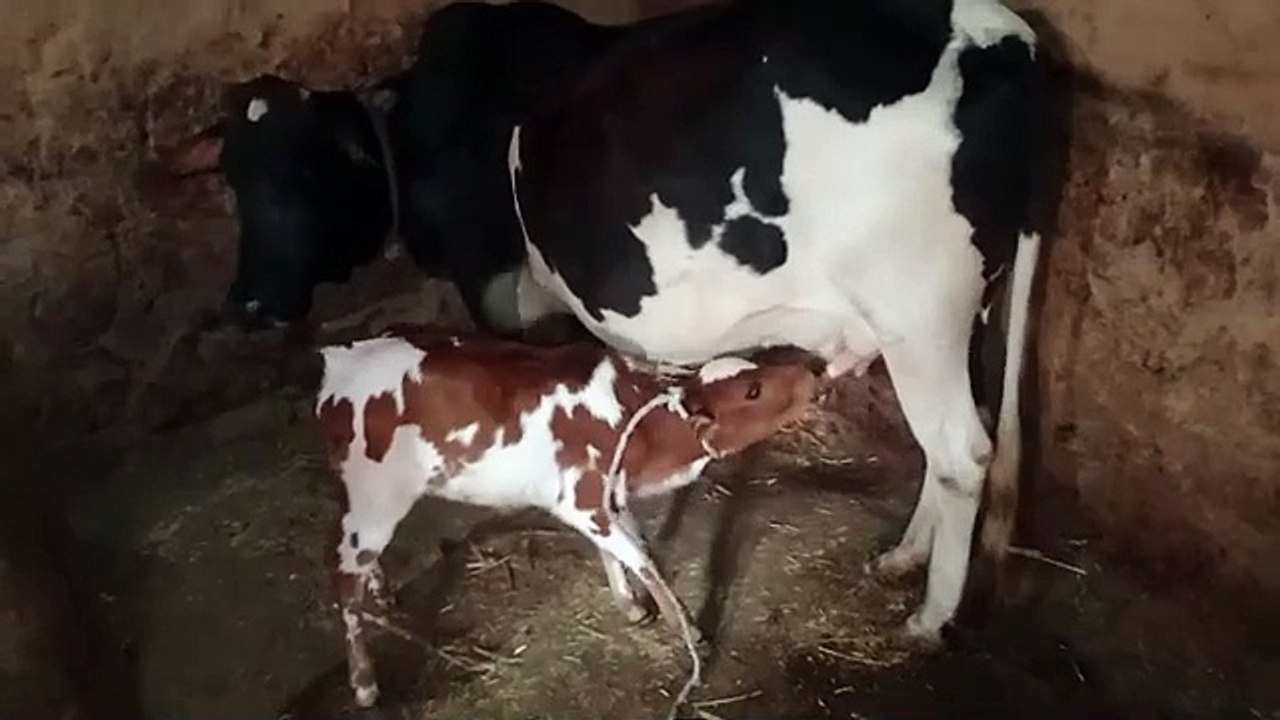 little_babies_feeding