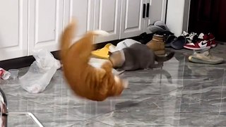 Cat does surprise flip during playfight with pal