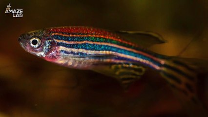 Our Brains May Go ‘Offline’ and Neural Connections Weaken During Sleep