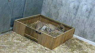 4 cheetah kittens