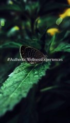 Explore Authentic #Wellness Experiences at #Toyam, #Pune