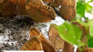 Butterfly boom attracts observers in Yunnan