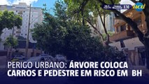 Galho de árvore oferece risco a motoristas em BH