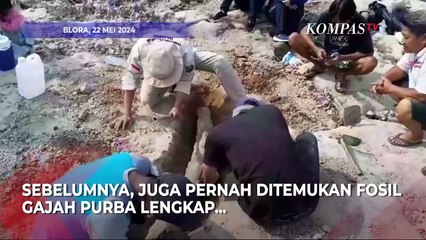 Gading Gajah Purba Berukuran Hampir 2 Meter Ditemukan di Sungai Bengawan Solo