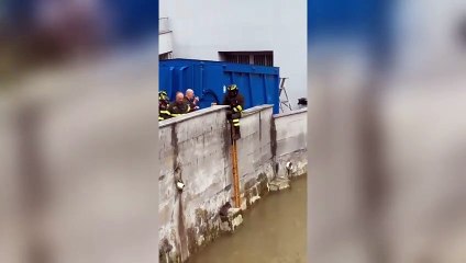 Monza, il gatto Hans salvato dalla piena del Lambro: il momento dell'arrivo dei pompieri