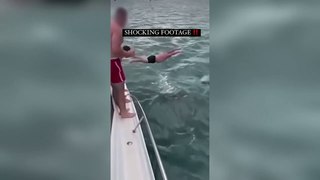 Multa a un hombre por saltar de manera temeraria contra una orca desde un barco en Nueva Zelanda