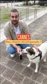 La Palm Dog : les chiens récompensés (aussi) à Cannes
