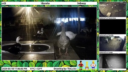 portugal, patos, clarão