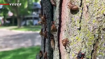 The Cicadas Are Here