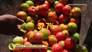 Do plantio ao prato: veja como funciona a produção de tomate