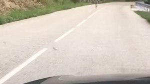 Un loup qui court sur la route inquiète les habitants