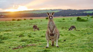 Kangaroos are frightened of talking humans