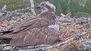 Ospreys have their talons full with their feisty new chick