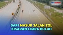 Sapi Masuk Jalan Tol Kisaran-Limpa Puluh, Polisi Imbau Warga Awasi Hewan Ternaknya