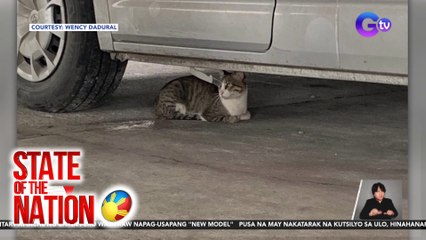 Pusa, nakitang may nakatarak na kutsilyo sa mukha | SONA