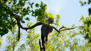Ola De Calor Mortal En México: Monos Caen Sin Vida De Los Árboles