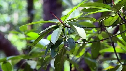 Metade dos manguezais do mundo está em risco de ‘colapso’