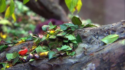 Skin Crawling Footage of Hundreds of Leaf Cutter Ants Moving Leaves to Their Nest