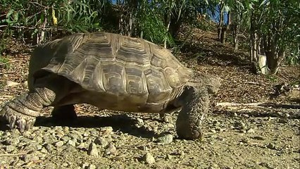 This Desert Tortoise Is Known as Trucker and He Has a Remarkable Story