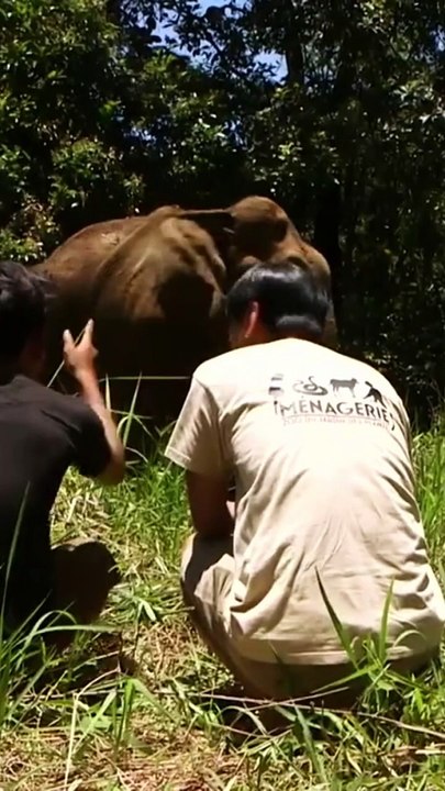 Soignant : il fait tout pour sauver les éléphants