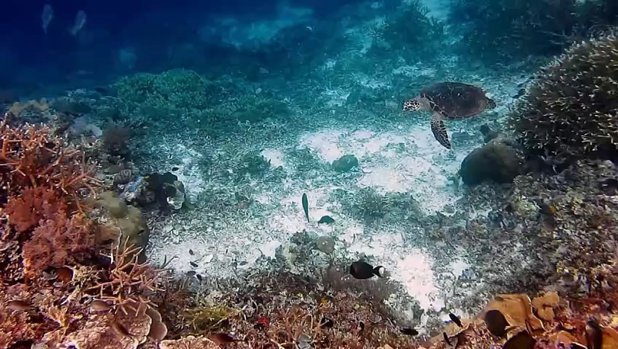 The Hawksbill Sea Turtle: A Remarkable Ocean Wanderer