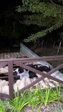 Boi é resgatado após ficar pendurado em telhado de Santa Catarina