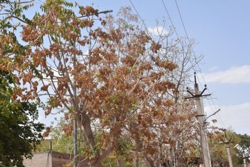 भट्टी की तरह उबला शहर, पेड़ों की जलने लगी प​त्तियां, देखें live video...