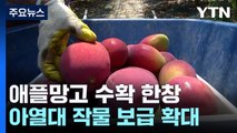 강진 애플망고 수확 한창...아열대 작물 보급 확대 / YTN