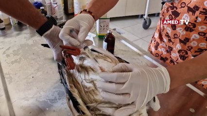 Diyarbakır’da akıma kapılan leylek tedavi altına alındı