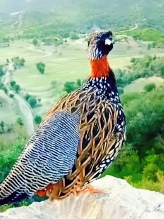 Birds | Cute Pets | Birds Singing | Funny Birds | Wildlife | wild | Entrainment