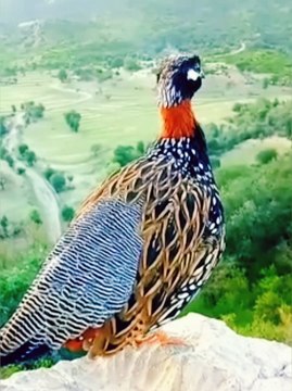 Birds | Cute Pets | Birds Singing | Funny Birds | Wildlife | wild | Entrainment