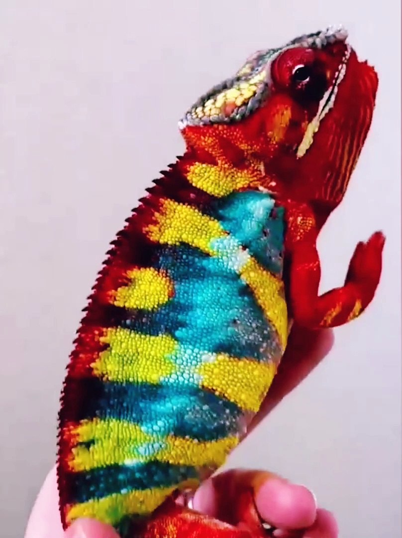 ⁣Cute Animals | Funny Animals | Pets | Entertainment | Animals Playing | Arabic Animal | wildlife