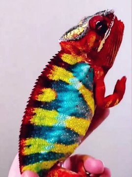 Cute Animals | Funny Animals | Pets | Entertainment | Animals Playing | Arabic Animal | wildlife