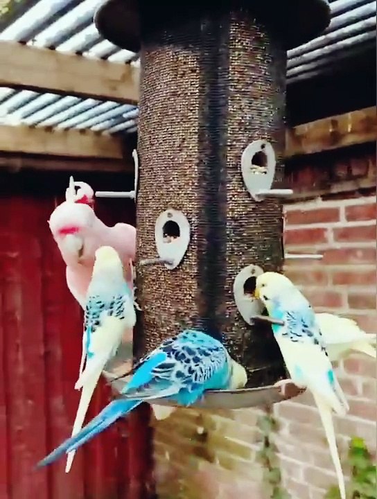 Cute Birds | Funny Birds | wildlife | Entertainment | Birds Playing | Birds Scraping | Funny Videos | Trending