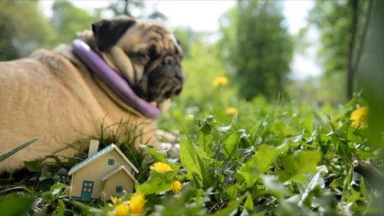 Pet Owners Guide to Toxic Houseplants