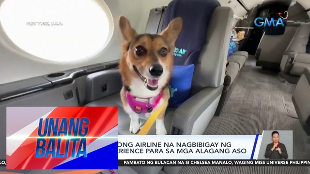 Bark Air, bagong airline na nagbibigay ng first-class experience para sa mga alagang aso | Unang Balita