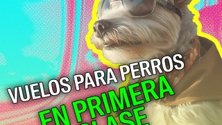 Vuelos para perros en primera clase