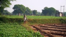 green india