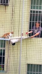 Save cat  life good job 