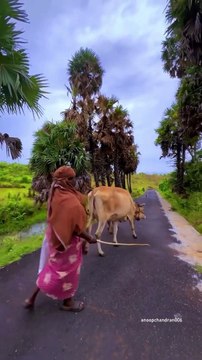 Villages of Kerala ❤️ Kollengod is one of the most beautiful village in kerala(720P_HD)