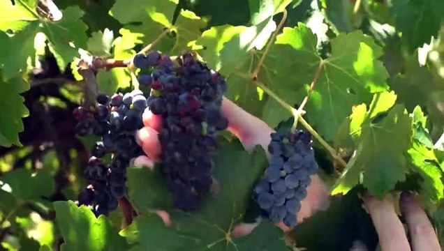Riverland wine growers united in rejecting contract buy-out amid industry uncertainty