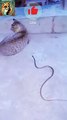 Cat V's Snake| Funny Cat 2024| #funnyshorts #cat #shortvideos #funny #shorts