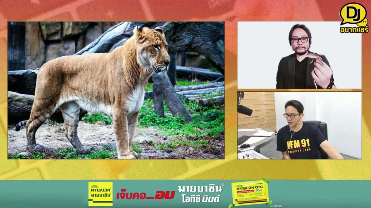 ทำความรู้จัก "ไลเกอร์" เจ้าป่าเลือดผสม : DJ อยากแชร์ : 18 พฤษภาคม 2567