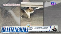 Pusa, nakitang may nakatarak na kutsilyo sa mukha | Balitanghali