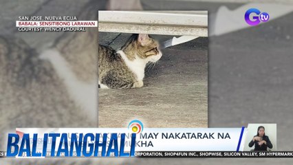 Pusa, nakitang may nakatarak na kutsilyo sa mukha | Balitanghali