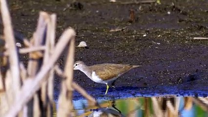 The Common Sandpiper: Close Up HD Footage (Actitis hypoleucos)