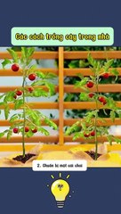 Mẹo vặt trồng cây tại nhà