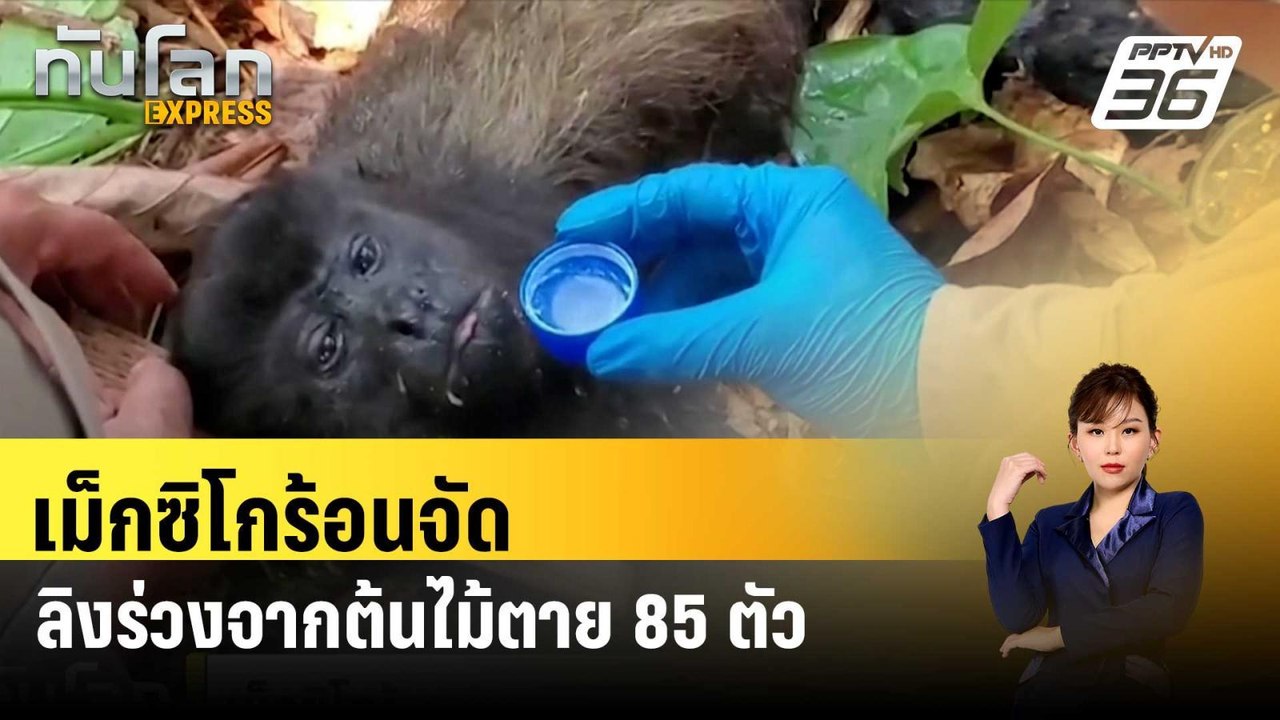 เม็กซิโกร้อนจัด ลิงร่วงจากต้นไม้ตาย 85 ตัว| ทัน...
