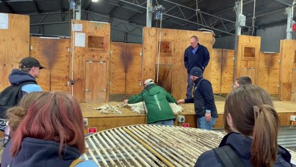 High school students learn how to throw a fleece properly at agriculture crash course