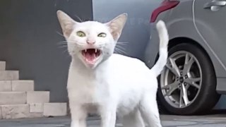ALOOFEST cat in town Meow Cats Cat videos